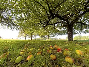 Apple Tree Orchard Stampe: Apples lying under an apple tree