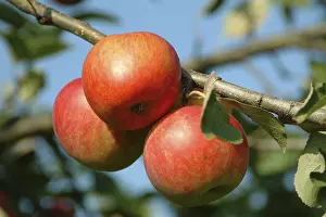 Freshly Picked Fruits Stampe: Apples on a tree