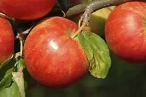 Farm Fresh Produce Stampe: Apples on a tree