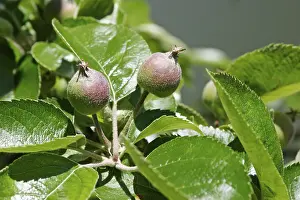 Botany Close Up Shots Stampe: Two apples on tree