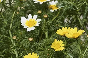 West Crete Island Photography Stampe: Aptera, macro, spring, spring meadows