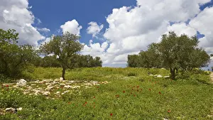 Cloudy Skies Europe Stampe: Aptera, spring, spring meadows