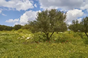 Blue Sky With White Clouds Stampe: Aptera, spring, spring meadows