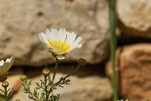 Greece Travel Photography Stampe: Aptera, spring, spring meadows
