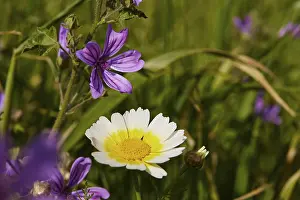 Spring Meadow Crete Stampe: Aptera, spring, spring meadows
