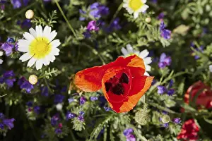 Spring Meadow Crete Stampe: Aptera, spring, spring meadows
