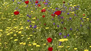 Spring Meadow Stampe: Aptera, spring, spring meadows