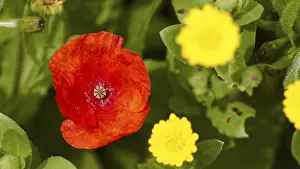 Southeast Europe Flowers Stampe: Aptera, spring, spring meadows