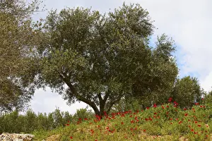 Southeastern Europe Nature Scene Stampe: Aptera, spring, spring meadows