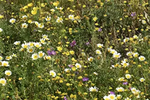 Crete Island Greece Stampe: Aptera, spring, spring meadows