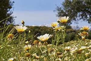 Cloudless Sky Europe Stampe: Aptera, spring, spring meadows
