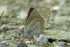 Lepidopteran Insects Pictures Stampe: Aricia eumedon, Eumedonia eumedon