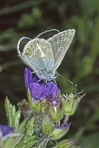 Immagini Correlate Stampe: Aricia eumedon, Eumedonia eumedon