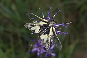 Flower Visiting Insects Stampe: Ascalaphus libelloides, butterfly shaft