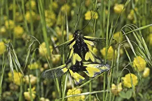 Animal Behaviour Mating Season Stampe: Ascalaphus libelluloides, butterfly shaft