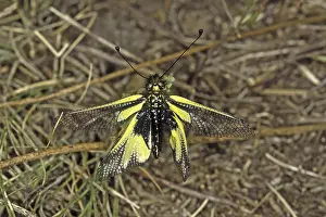 Natural Environment Animals Stampe: Ascalaphus libelluloides, butterfly shaft