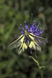 Animal Photography Stampe: Ascalaphus libelluloides, butterfly shaft