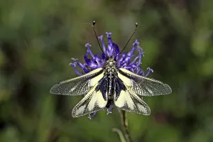Owlfly Photography Stampe: Ascalaphus libelluloides, butterfly shaft