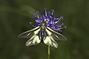 Owlfly Photography Stampe: Ascalaphus libelluloides, butterfly shaft