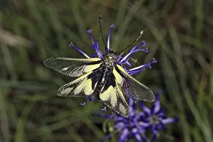 Insect Wildlife Photography Stampe: Ascalaphus libelluloides, butterfly shaft