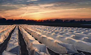 Vegetable Cultivation Stampe: Asparagus fields