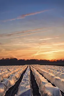 Vegetable Cultivation Stampe: Asparagus fields