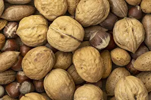 Assorted Nuts Stampe: Assortment of nuts in shells. Selection of different types of nuts