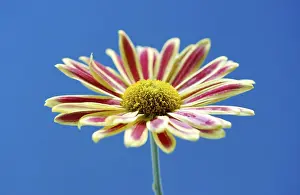 Close Up Flower Stampe: Aster (Aster)