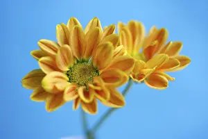 Winter Flowering Plant Stampe: Aster, winter aster