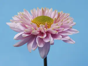 Studio Background Flowers Stampe: Aster, winter aster