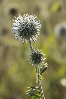Asteraceae Plant Stampe: Asteraceae, bee globular thistle