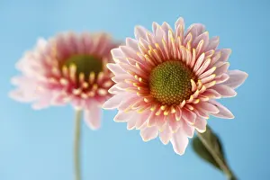 Indoor Flowering Plants Stampe: Asteraceae or Compositae (Asteraceae)