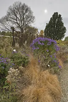 Lower Saxony Garden Stampe: Asters (Aster) in mixed border