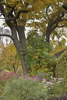 Central Europe Inflorescence Stampe: Asters (Aster) in mixed border