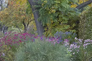 Lower Saxony Garden Flowers Stampe: Asters (Aster) in mixed border