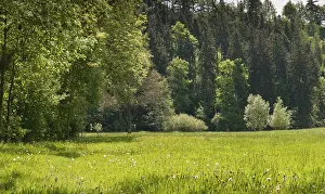 Germany Landscape Photography Stampe: Aumatal, Germany, Greiz, Thuringia