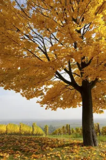 Deserted Vineyard Stampe: Autumn