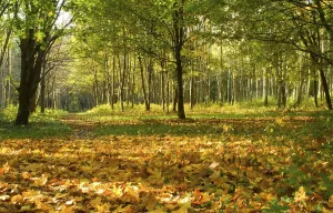 Rural Agricultural Scene Stampe: Autumn forest path