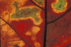 Aesthetic Macro Photography Stampe: Autumn leaf