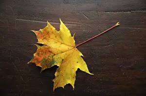 Maple Leaf Autumn Stampe: Autumn, leaf, maple leaf, maple