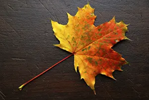 Autumnal Atmosphere Stampe: Autumn, leaf, maple leaf, maple
