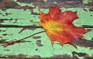 Autumn Leaves Stampe: Autumn, leaf, maple leaf, maple