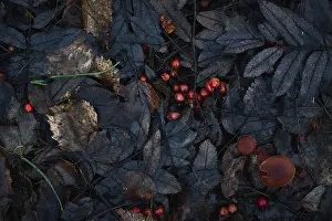 Moody Autumn Atmosphere Stampe: Autumn leaf pattern