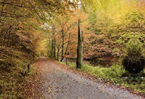 Moody Fall Season Scene Stampe: Autumn path surrounded by trees