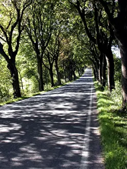 Tree Lined Road Germany Stampe: Avenue