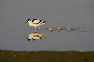 Cute Water Bird Stampe: Avocet