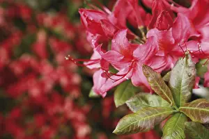 Flowering Plant Life Stampe: Azalea