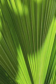 Palm Tree Leaf Texture Stampe: Backgrond texture of a palm tree leaf