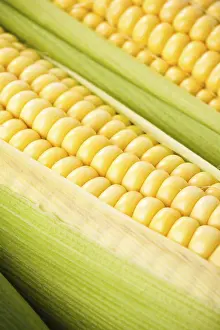 Close Up Corn Stampe: Background from corn cobs closeup