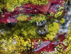 Close Up Water Drop Stampe: Background, macro. Surface of stone